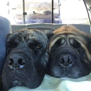 Meet your Posher, Bosk